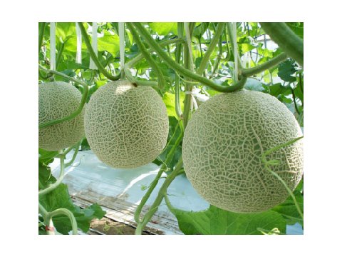 協和園芸開発株式会社 melon